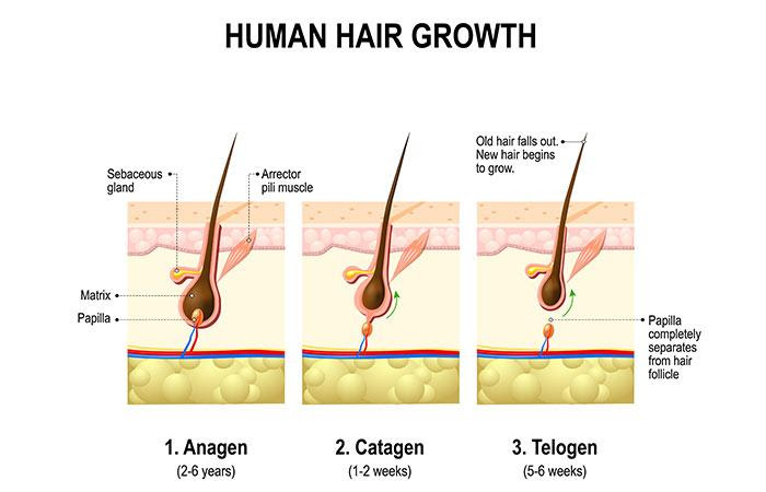 2.-Hair-Growth-â-The-Stages