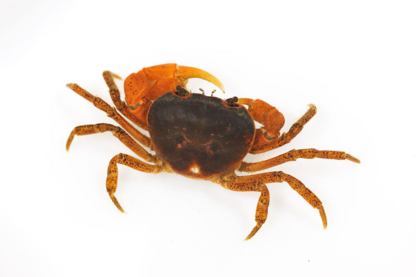 サワガニの飼育に丁度いい水の量はどれくらい カニlab