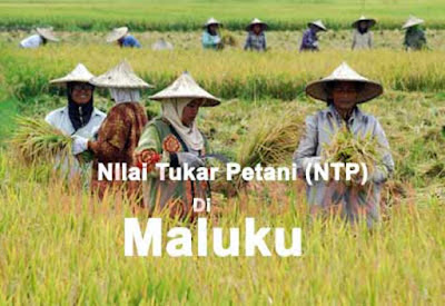 Ambon, Malukupost.com - Badan Pusat Statistik (BPS) Provinsi Maluku mencatat, Nilai Tukar Petani (NTP) daerah ini pada Oktober 2017 sebesar 101,30 atau turun sebesar 0,03 persen dibanding September 2017 yang tercatat 101,33. "Penurunan ini terjadi karena harga yang diterima petani (it) mengalami penurunan sebesar 0,39 persen, lebih tinggi dari penurunan harga yang dibayar petani (ib) tercatat sebesar 0,36 persen," kata Kepala BPS Provinsi Maluku, Dumangar Hutauruk, di Ambon, Rabu (1/11).