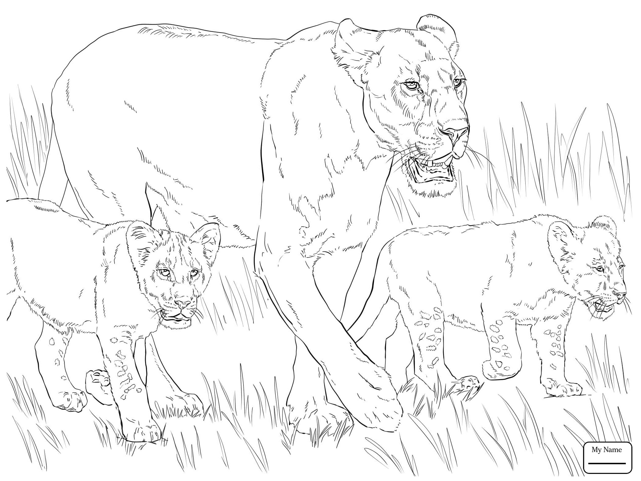 Male Lion Coloring Pages at GetColorings.com | Free ...