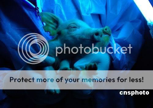 cochon fluorescent chinois