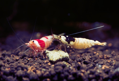 ビーシュリンプの黒と赤って混泳させていいの 熱帯魚 淡水魚 海水魚の図鑑
