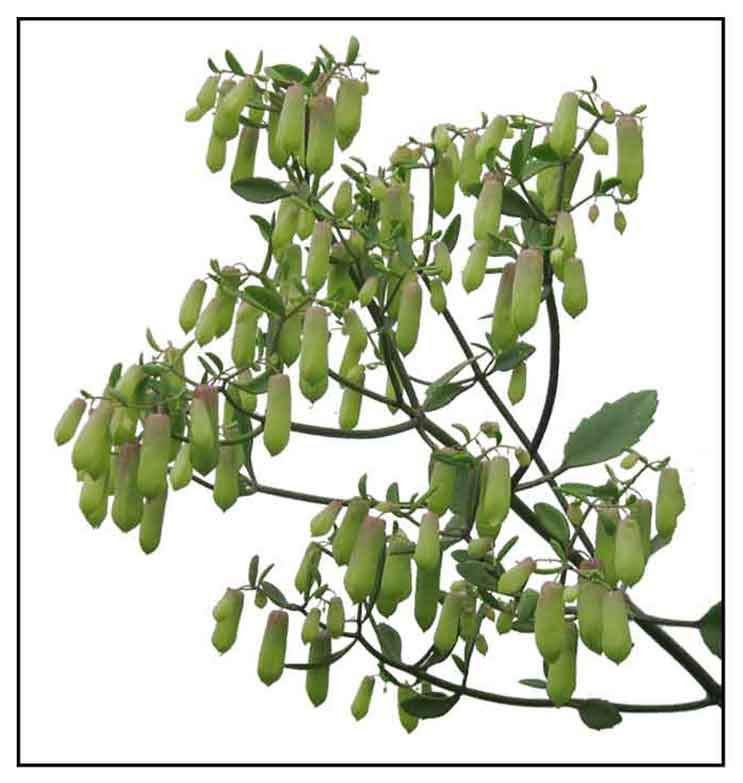 Katakataka Bryophyllum Pinnatum Angelica Live Leaf Of Resurrection Lao Di Sheng Gen Herbal Medicinal Plants Philippine Herbs Alternative Medicine In The Philippines