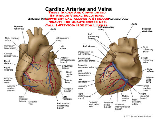 Cardiac Arteries and Veins