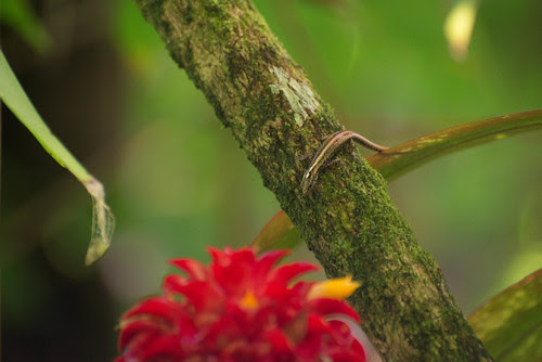 Tropical Botanical Garden