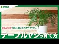[ベスト] テーブル ヤシ 枯れる 193909-テーブルヤシ 枯れる