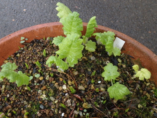 庄内の日本桜草栽培日誌 日本桜草の育て方