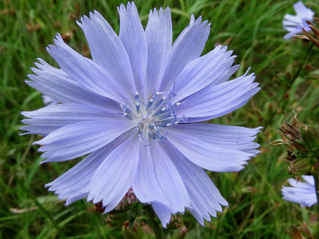 Chicory