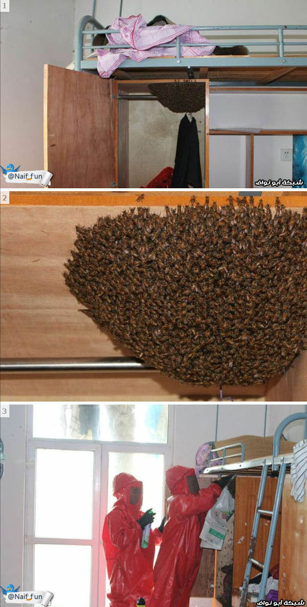 صور + فيديو : أكبر آيسكريم بالعالم + مسوي فاهم وجاب العيد‎