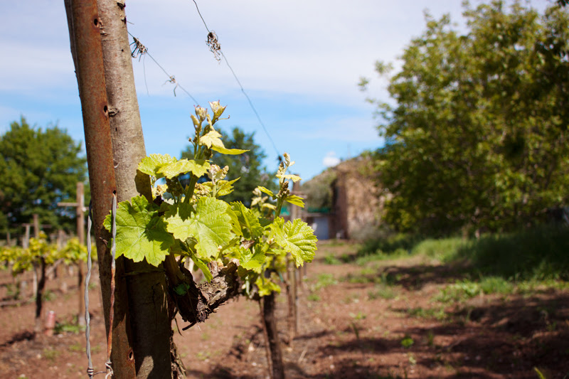 Viñas traval