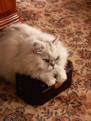 Why do Cats get Jealous of other Cats