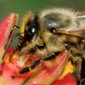 Abeille