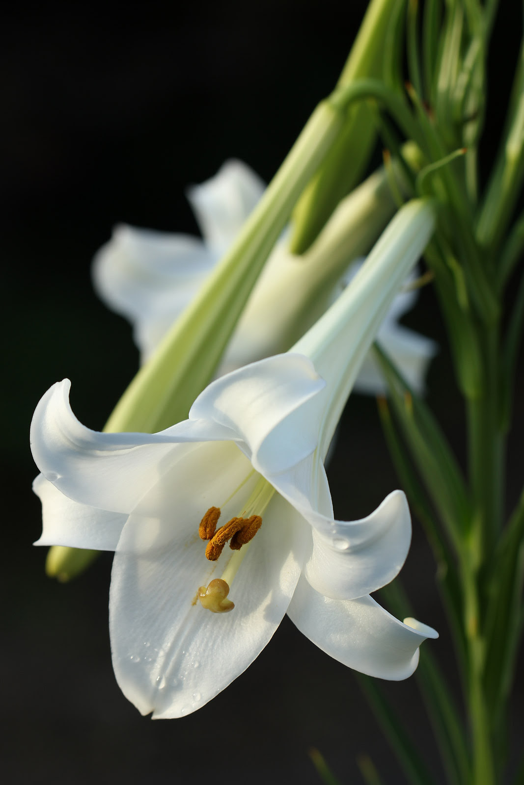 お花の写真集 タカサゴユリ 高砂百合