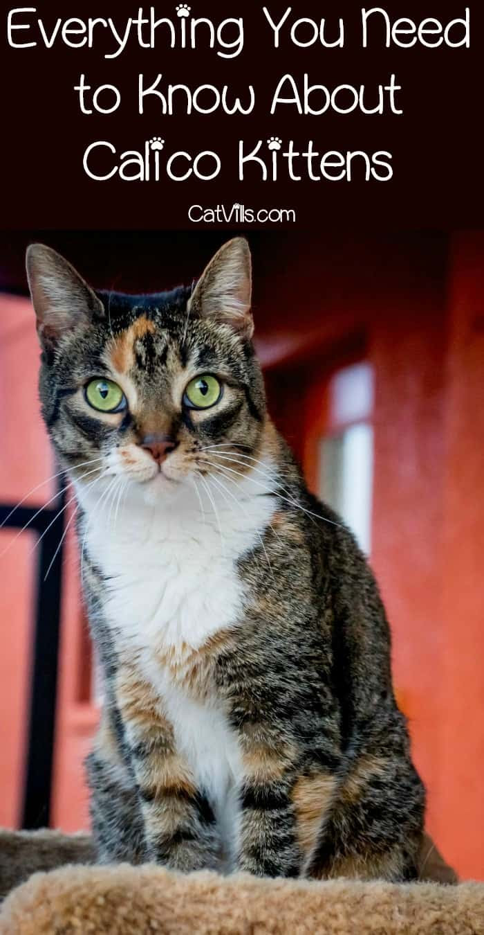 6 Things You Need to Know About Calico Kittens - CatVills