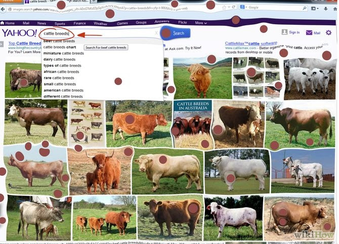 Identify Cattle Breeds Step 1.jpg