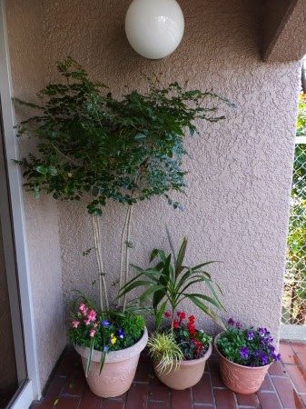 マンションの玄関の簡単寄せ植え 花好きおばあさんの 園芸ボランティア日記
