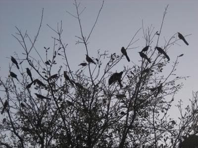 birds in tree