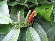 47+ Bentuk Daun Cabe