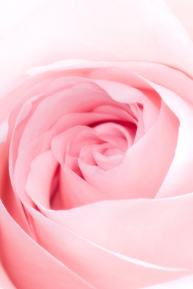 21+ Info Cute Pink Background