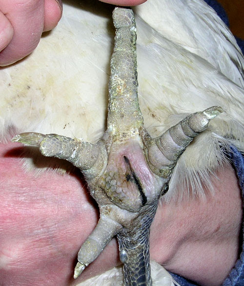 Blessures Sur Pattes De Poules