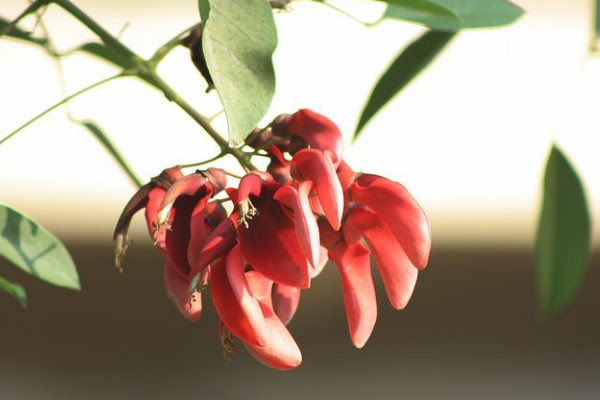 刺桐花什么时候开花 花期时间在12月到次年3月 发财农业网
