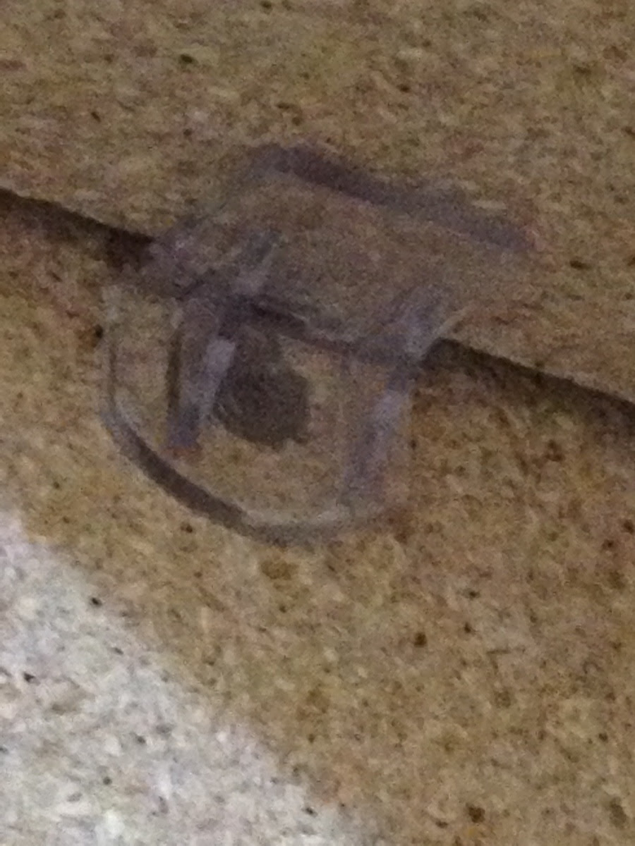 My Kitchen Cabinets Have Plastic Shelf Brackets Instead Of Metal