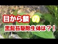選択した画像 苔 対策 生体 176886-苔 対策 生体