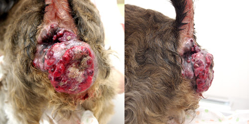 腫瘍科症例 肛門周囲腺腫 アクア動物病院