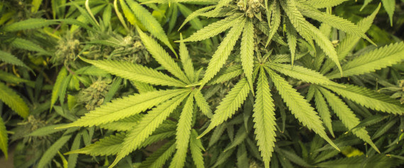 PRISON CANNABIS