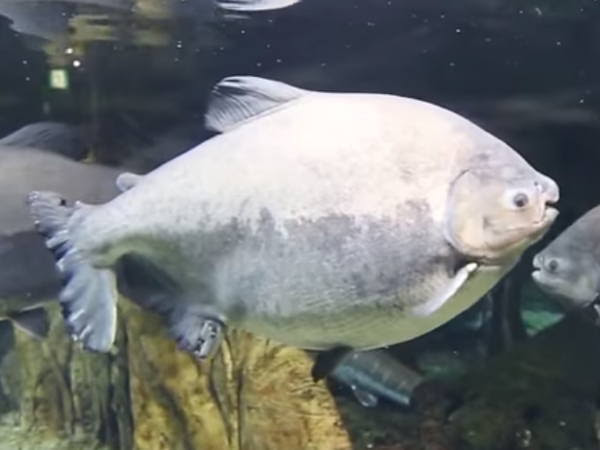玉を噛み千切る魚がアマゾン パプアニューギニア デンマークに 876