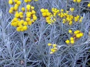 カレープラント 自然と暮らす ハーブ