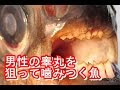 ボール カッター 214391-カッター ボール