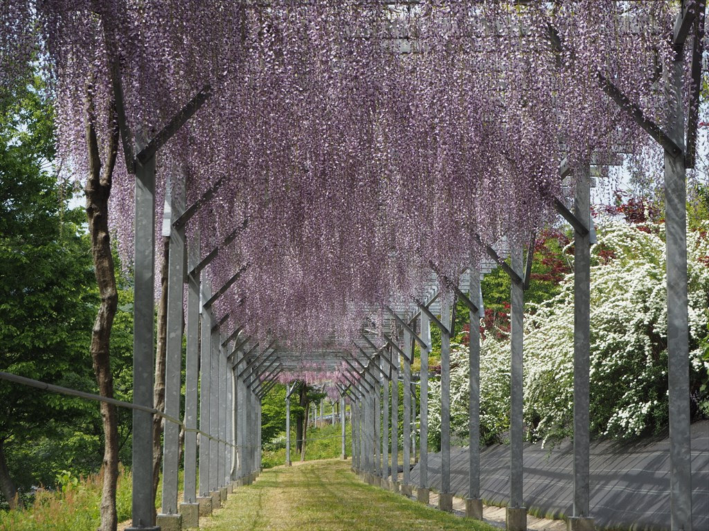 藤の花が咲く京丹後市の 花郷okada 京都旅屋