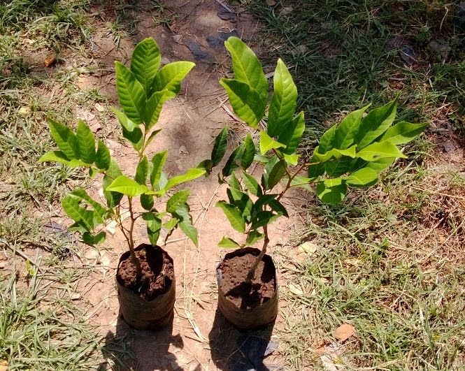 Cara Menanam Rambutan Dari Biji BibitBunga com Cara Menanam Rambutan Dari Biji BibitBunga com