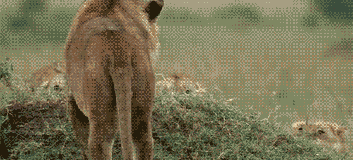 funny Animated Gifs 50