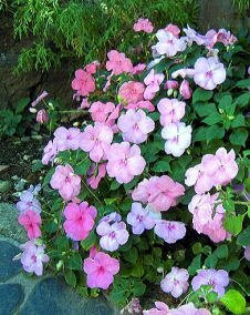 花 インパチェンス 5月3日の花と花言葉 インパチェンス 魅る魅るガーデニング