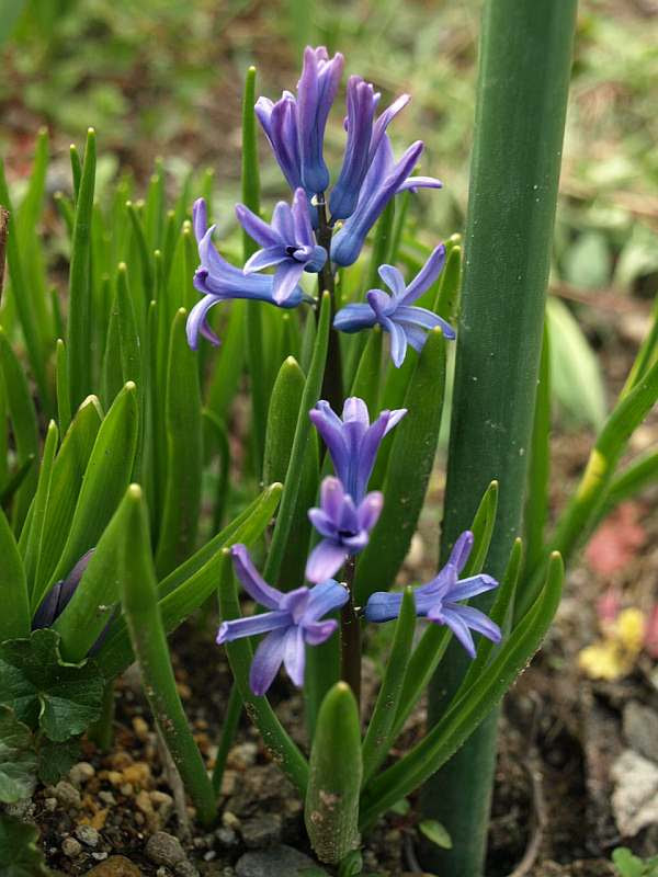 庭の四季を綴る ローマンヒヤシンス 開花