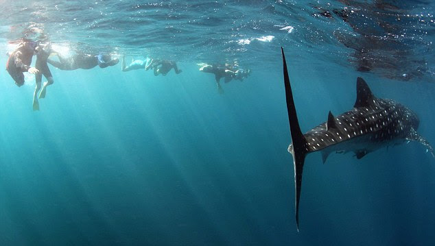 Whale shark