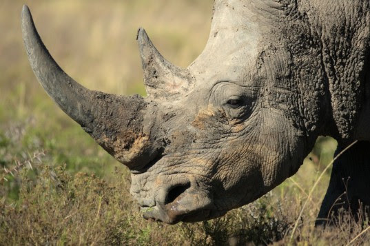 rhino horn, conservation, white rhino, rhino medicine, rhino china, rhino vietnam, pembient