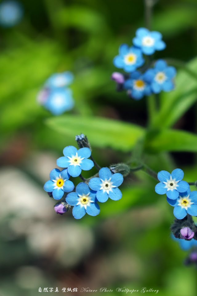 Free Iphone 4s Wallpaper Flower エゾムラサキ Iphone 壁紙館
