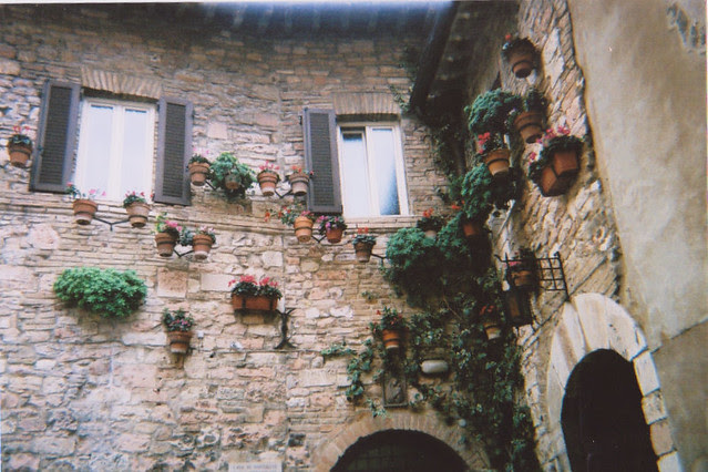 pot plants