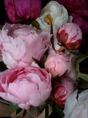 Peonies 1