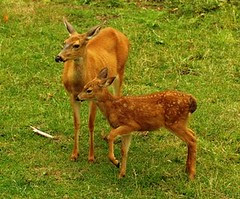 2008-08-21 Tram Animals Northwest Trek (3)