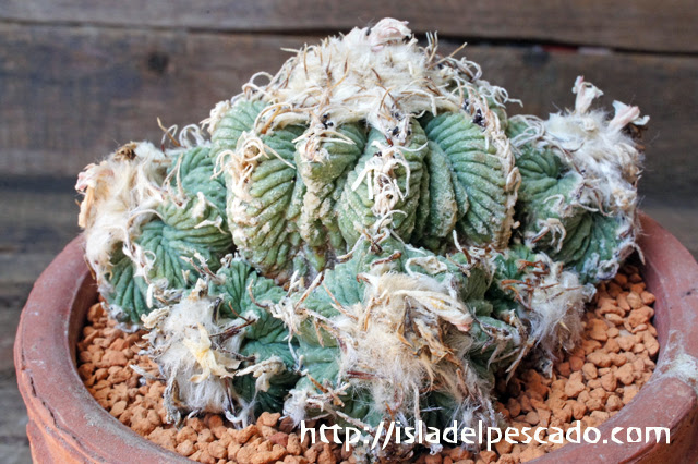 Isla Del Pescado Aztekium Ritteri アズテキウム リッテリ 花籠