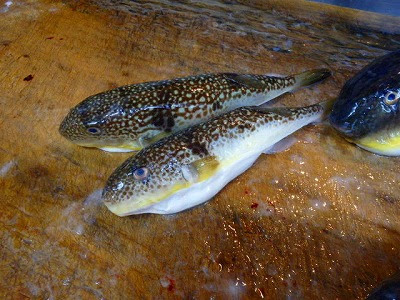 富山県氷見産の５種類のふぐ