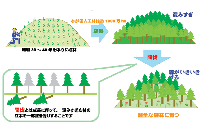間伐とは 林野庁