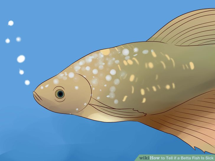 Tell if a Betta Fish Is Sick Step 5 Version 2.jpg