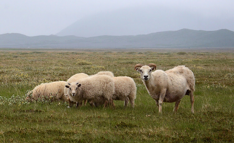 Iceland goats 750 px