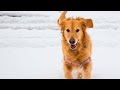 Dogs Playing in Snow #122