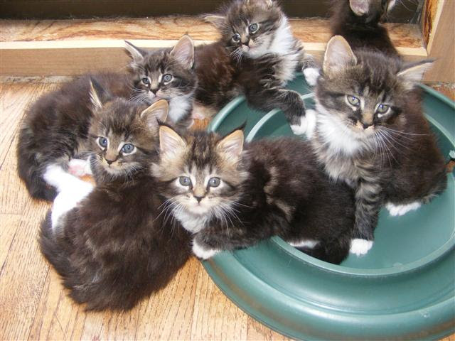 Maine Coon Cat Breeders Usa